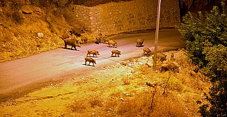 Tunceli'de aç kalan yaban domuzları…