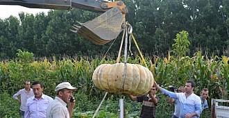 450 kiloluk bal kabağı yetiştirdi