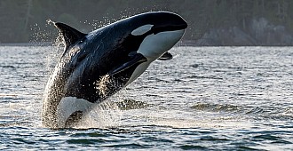 Balinaların nesli yakında tükenecek