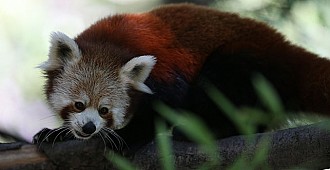 Kızıl pandaların en mutlu günü