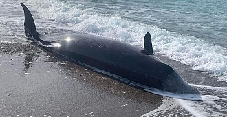 Depremden etkilenen balinaların ölüleri…
