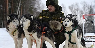 Rus ordusunun akıllı köpekleri