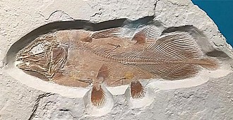 66 milyon yıllık balık fosili bulundu