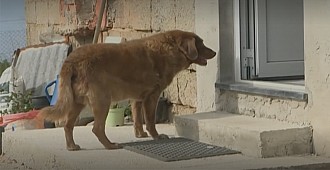 Dünyanın gelmiş geçmiş en yaşlı köpeği…