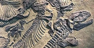 70 milyon yıllık dinazor kalıntıları…