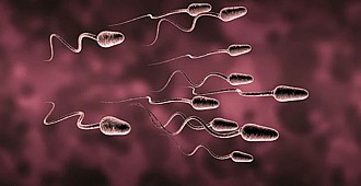 Fareden kök hücre alıp sperm ürettiler