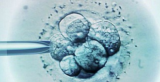 Genetiği değiştirilen insan embriyosuna…