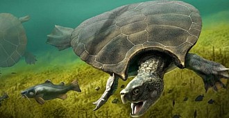 Araba büyüklüğünde kaplumbağa fosili