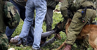 İsrail askerinden köpekli işkence!..