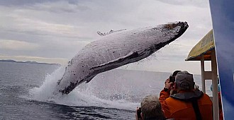 Kambur balinadan muhteşem şov