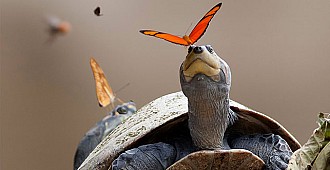 Kelebekler neden kaplumbağanın gözyaşını…