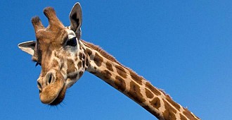 Zürafanın boynu neden uzun?..