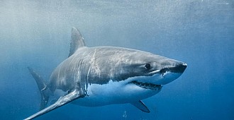 Avustralya'da köpek balığı saldırısı