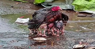 Yavrularını yağmurdan koruyan tavuk fenomen…