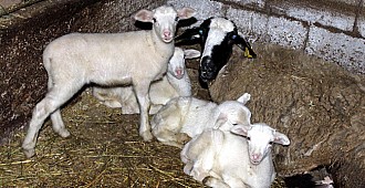 Bilecik'te bir koyun dördüz doğurdu