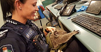 Tutuklanan kadının çantasından koala…
