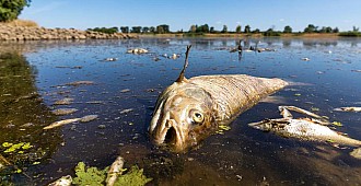 Oder'deki toplu balık ölümlerinin…