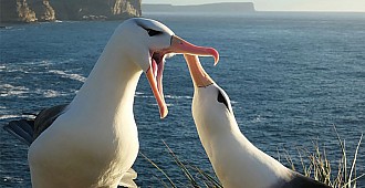 Eşine en sadık türlerden 'albatroslar…