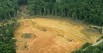 Salgın döneminde orman katliamı yüzde…