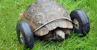90 yaşındaki kaplumbağaya protez bacak…