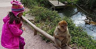 Maymun parkta oynayan çocuğa saldırdı