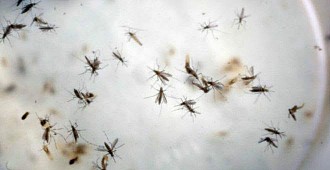Zika vürüsü 'Guillain-Barré Sendromu'na…