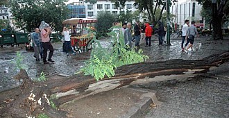 Ağaç devrildi, 2 kişi hastanelik oldu!..