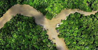 Brezilya "Sıfır ormansızlaşma"…