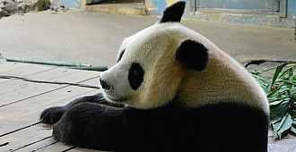 Panda ısırığına 80 bin dolar tazminat