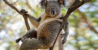 Seksi koala ilgi odağı oldu