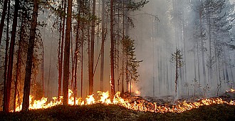 İsveç'te sıcaklar yangınlara yol…