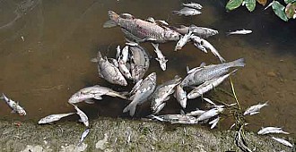 Manavgat'ta derede balık ölümleri