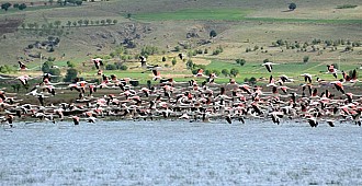 Çorak Göl'deki flamingolar ziyaretçilerini…