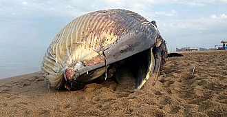 Kuveyt'te dev balina sahile vurdu
