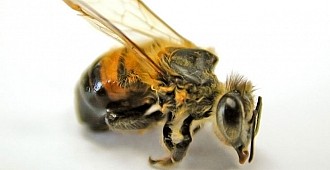Katil arı alarmı!..
