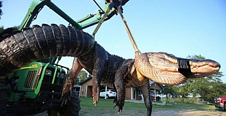 Dünyanın en büyük aligatoru öldürüldü