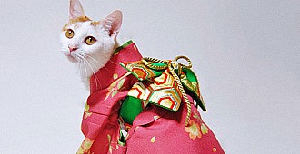 Kedileri kimono modası sardı...