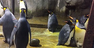 Eşcinsel penguenler evlat edindi!..