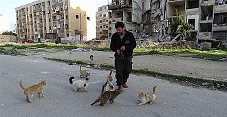 Halep'te sahipsiz kalan kedileri o…