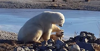 Köpeğin başını okşayan Kutup ayısı