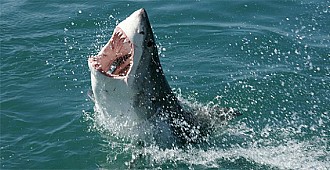 Okyanuslarda vatoz ve köpekbalığı %71…