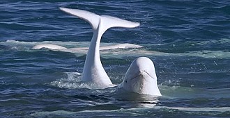 Sularımızda beyaz balina ne arıyor?..
