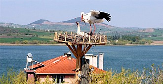Türkiye'nin leylek köyü misafirlerini…