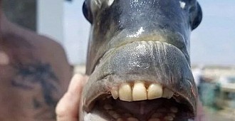 'İnsan dişli' balık yakalandı