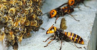 Küresel ısınma yaban arılarını tehdit…