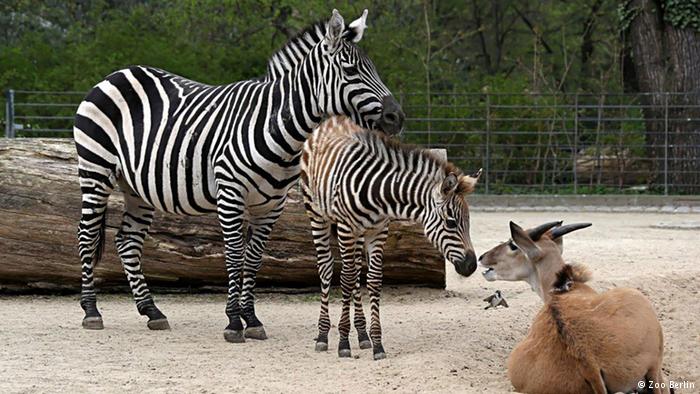 Zebralar, anavatanları Doğu Afrika'da olduğu gibi kafeslerin içinde de diğer türlerle temastan hiç çekinmiyor.