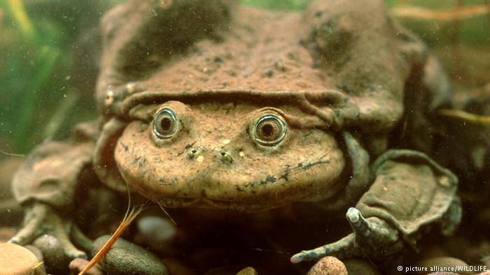 Dünya Doğa ve Doğal Kaynakların Korunması Uluslararası Birliği, kurbağagillerin yüzde 41 ve memelilerin ise yüzde 26'sının yok olma tehdidiyle karşı karşıya olduğunu belirtiyor. Örneğin bu Titicaca dev kurbağa sadece Peru ve Bolivya'da And Dağları'nda yaşıyor. 1970'lerin başlarında göllerin zeminindeki bu kurbağaların sayısı milyonları buluyordu. Günümüzde ise göllerde neredeyse kayboldular.