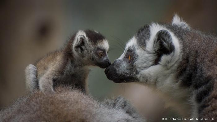 Münih'teki Hellabrunn hayvanat bahçesinde bir kuyruklu lemur yavrusu annesiyle görülüyor. Lemurların ana vatanı Madagaskar.