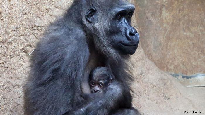 Kumili adlı maymunun annelik sevinci yüzüne yansımış. Kızı Diara ise bu dünyaya henüz pek alışamamış gibi görünüyor.