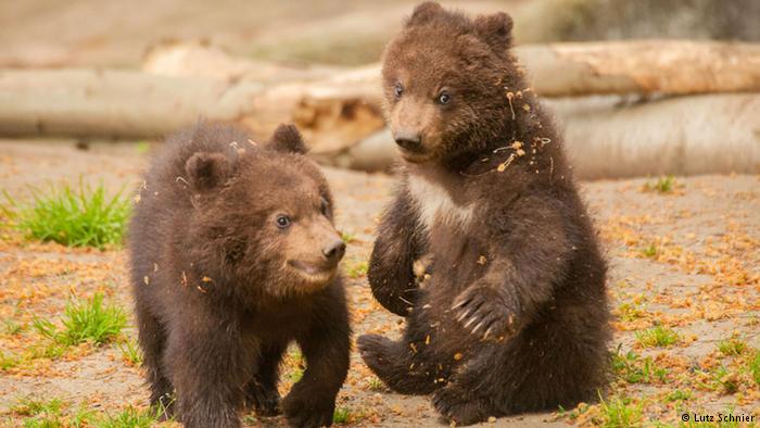 Bu sevimli ayı yavruları Igor ve Ivan, Hagenbeck hayvanat bahçesinin yeni ilgi odakları. İki küçük Kamçatka boz ayısı ocak ayında dünyaya geldi.